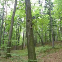 Las Bronaczowa w Radziszowie